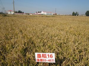 垦稻16