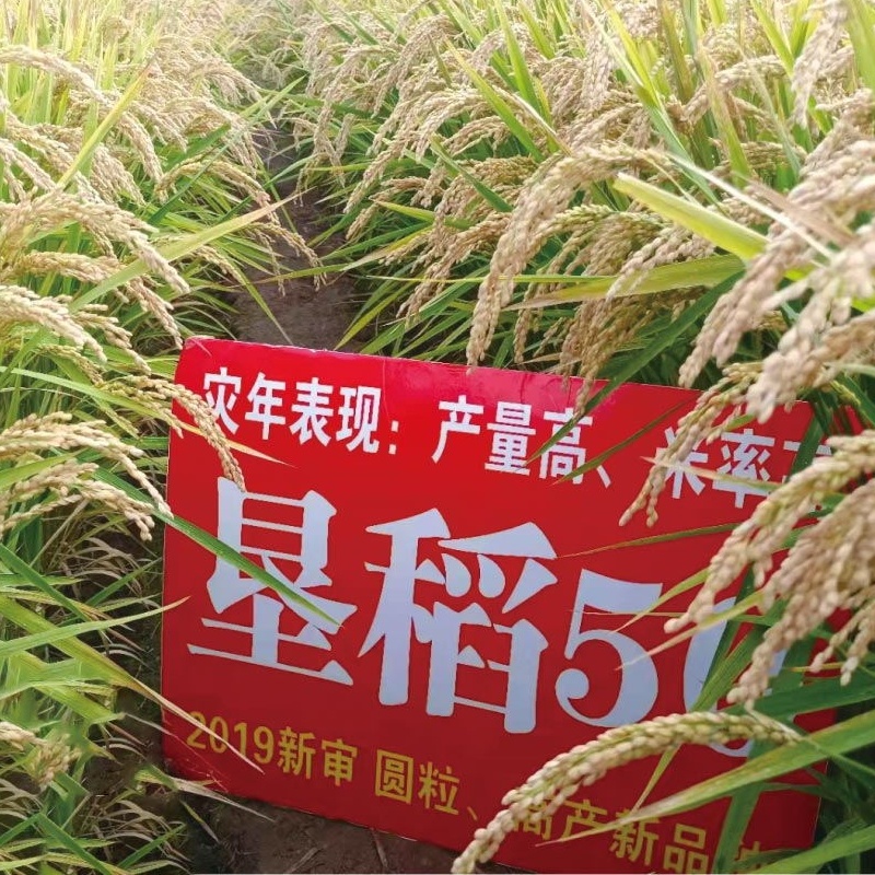 垦稻50